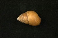 斯文豪氏長蝸牛藏品圖，第1張